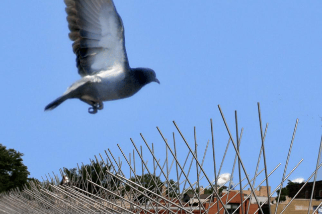 Bird Spike Service